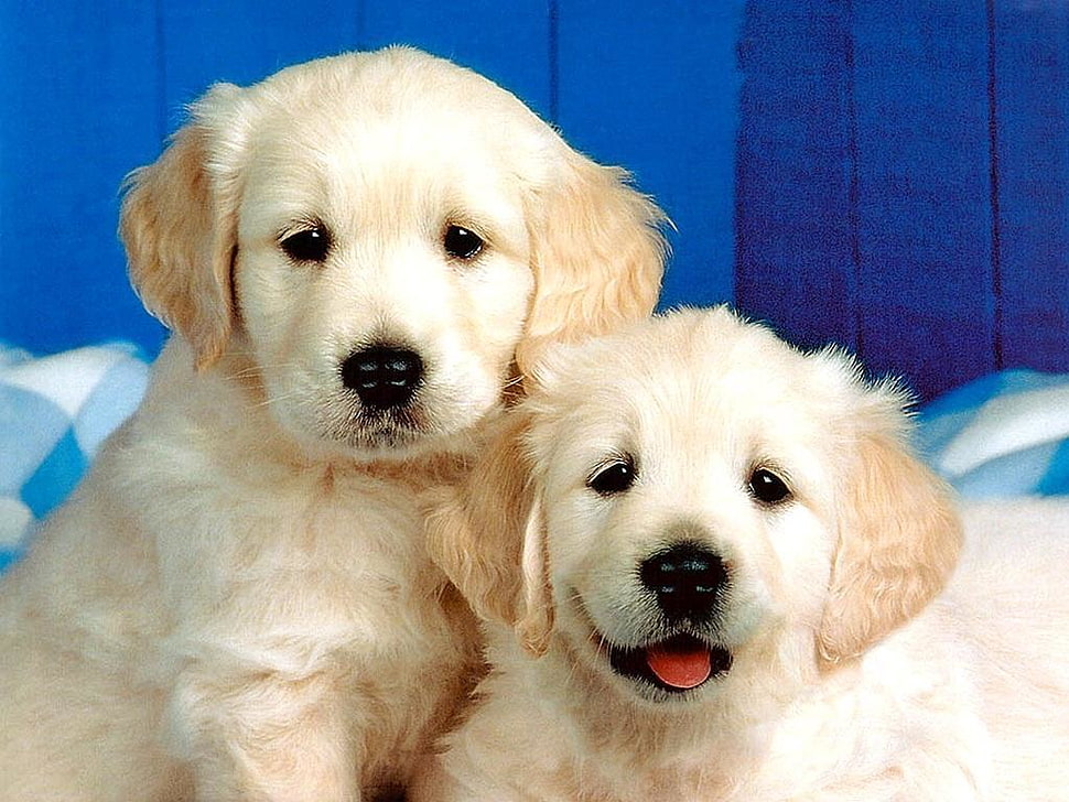 two short-coated yellow puppies against blue background HD wallpaper