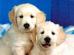 two short-coated yellow puppies against blue background