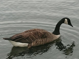 mallard duck swimming on body of wat er, canadian goose, richmond park