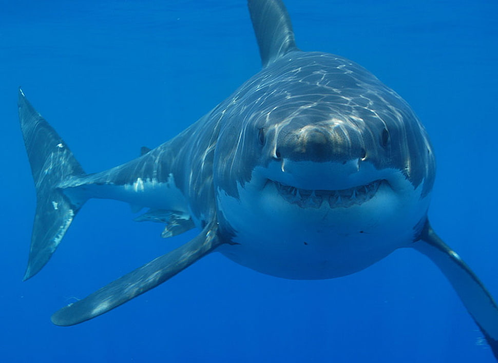 underwater photography of white and blue shark HD wallpaper