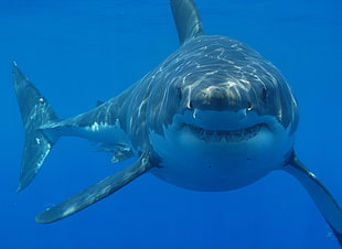 underwater photography of white and blue shark