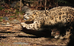 macro shot of leopard