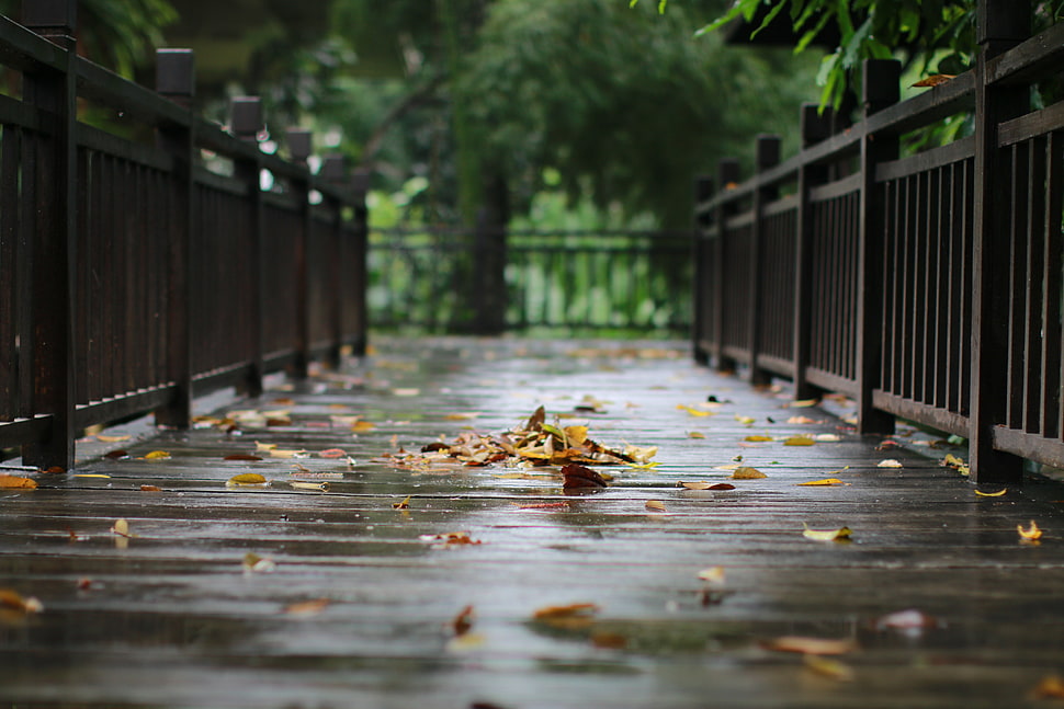 brown wooden hand rails with brown leaves HD wallpaper