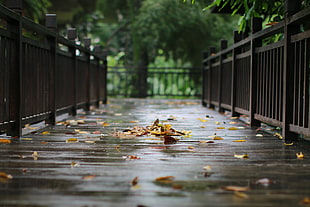 brown wooden hand rails with brown leaves