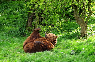 bear laying on a green grass field