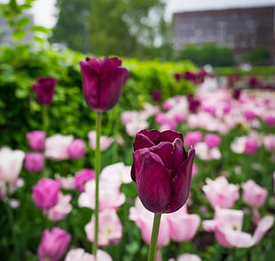 selective focus photography of two dark pink Tulips