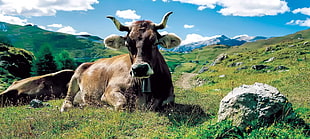 brown cow, panoramas, animals, mountains, cow HD wallpaper