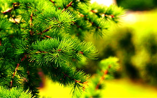 green pine tree leaves, plants, green, nature
