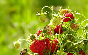 focused photo of strawberry plant