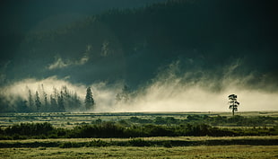landscape photography of greenfield with fogs, lamar valley