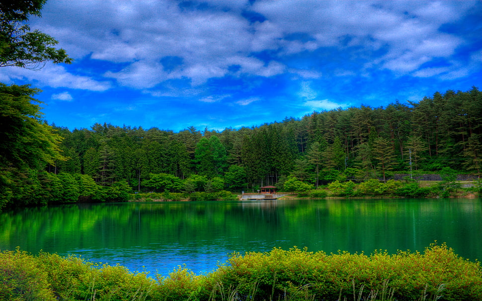 lake on the middle of forest HD wallpaper
