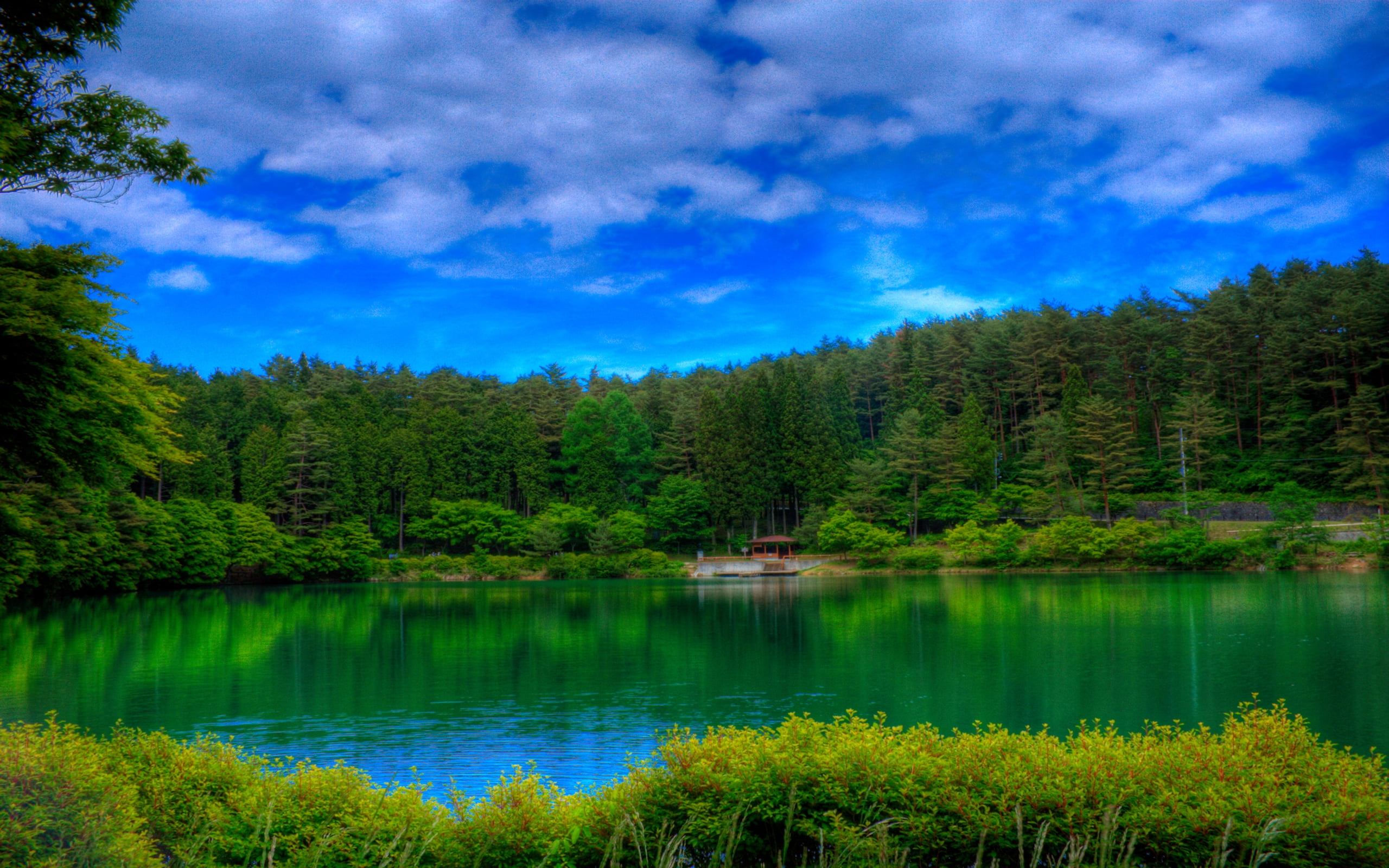 lake on the middle of forest