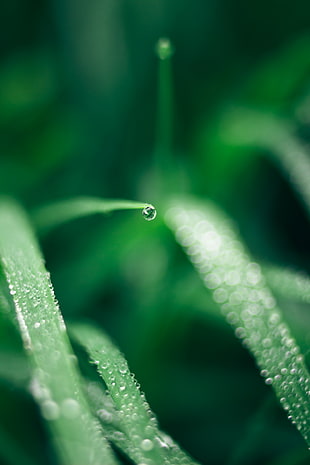 shallow focus photograph of dew drop of green leaf