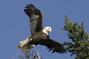 worm's eye view photography of brown bald eagle near green tree