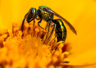 green Cuckoo Wasp perching on yellow flowers in close-up photo