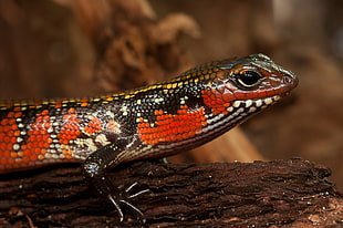 red, brown, and white lizard in micro photography