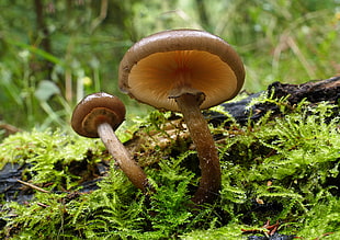 brown mushroom beside green grass, armillaria