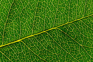 macro shot photography of leaf HD wallpaper