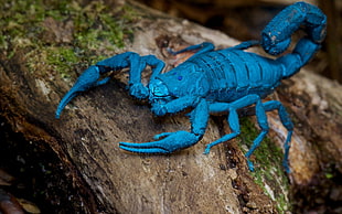 macro shot photography of blue scorpion