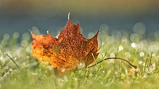 brown maple leaf, nature, leaves, maple leaves, macro HD wallpaper