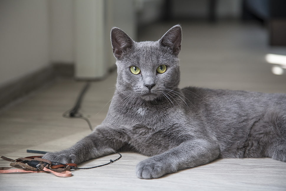 gray cat HD wallpaper