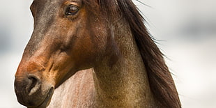 close up photograph of brown horse, wyoming