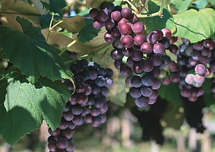 grape fruit lot