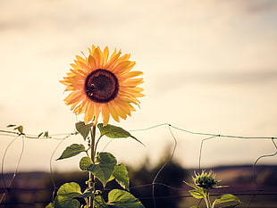 photo of yellow Sunflower, sun flower