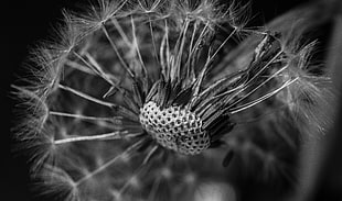 micro photography of Dandelion flower