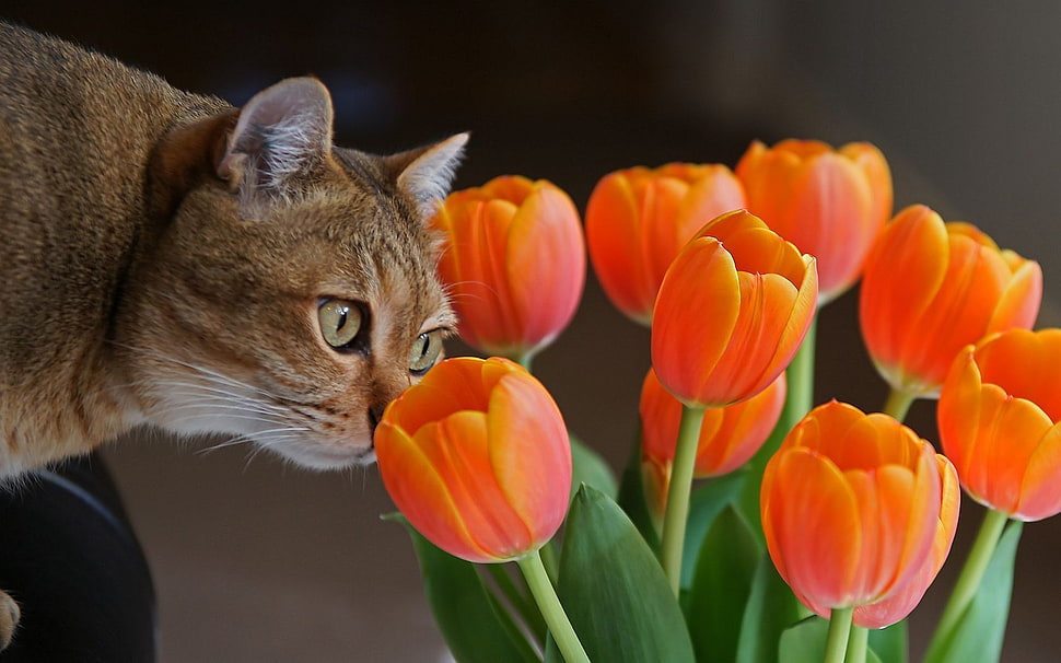 brown cat smell orange Tulip flowers HD wallpaper