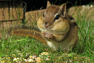 squirrel eatting, chipmunk