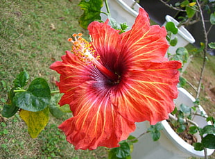 red Hibiscus flower in close up photography