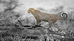 black and white leopard print textile, selective coloring, animals