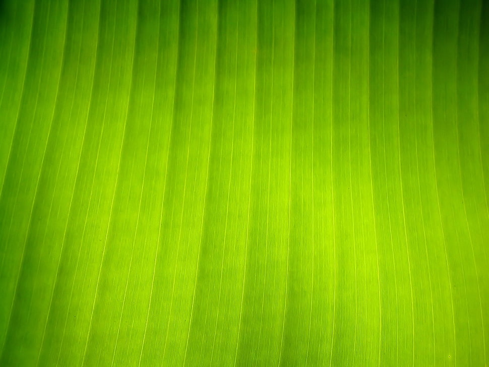 green background HD wallpaper