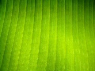 green background