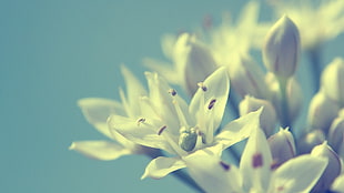 close up photo of white flowers