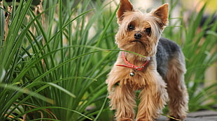 adult brown and tan Yorkshire terrier, dog