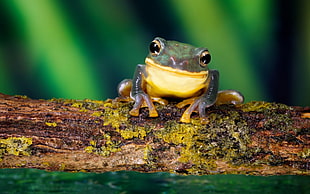 tree frog during daytime