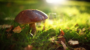brown mushroom, nature, mushroom, grass, leaves HD wallpaper