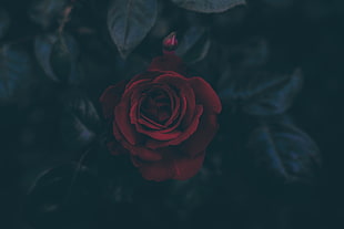 red rose, Rose, Bud, Dark
