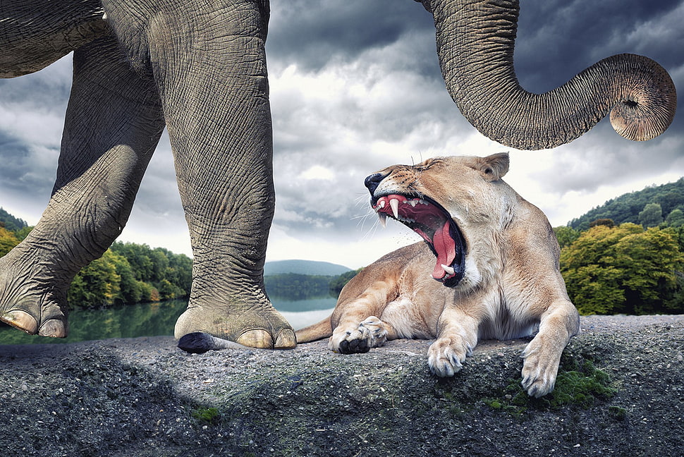 brown lioness and gray elephant, digital art, artwork, creativity, photo manipulation HD wallpaper