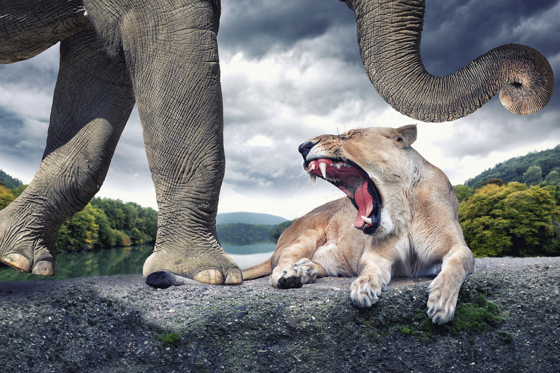 brown lioness and gray elephant, digital art, artwork, creativity, photo manipulation