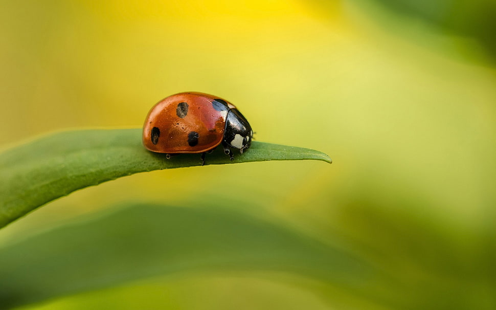 red ladybug, ladybugs HD wallpaper