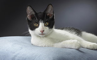 closeup photo of white and black cat