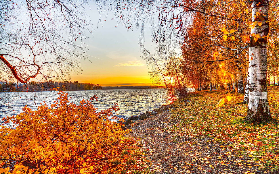 brown leafed trees, water, fall HD wallpaper
