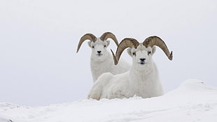 two white ibex goats, nature, animals
