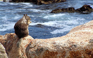 brown rodent on brown rock near river