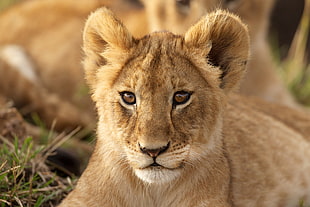 Lion cub photo HD wallpaper