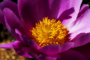 shallow focus on a purple flower with orange pollen, peony HD wallpaper
