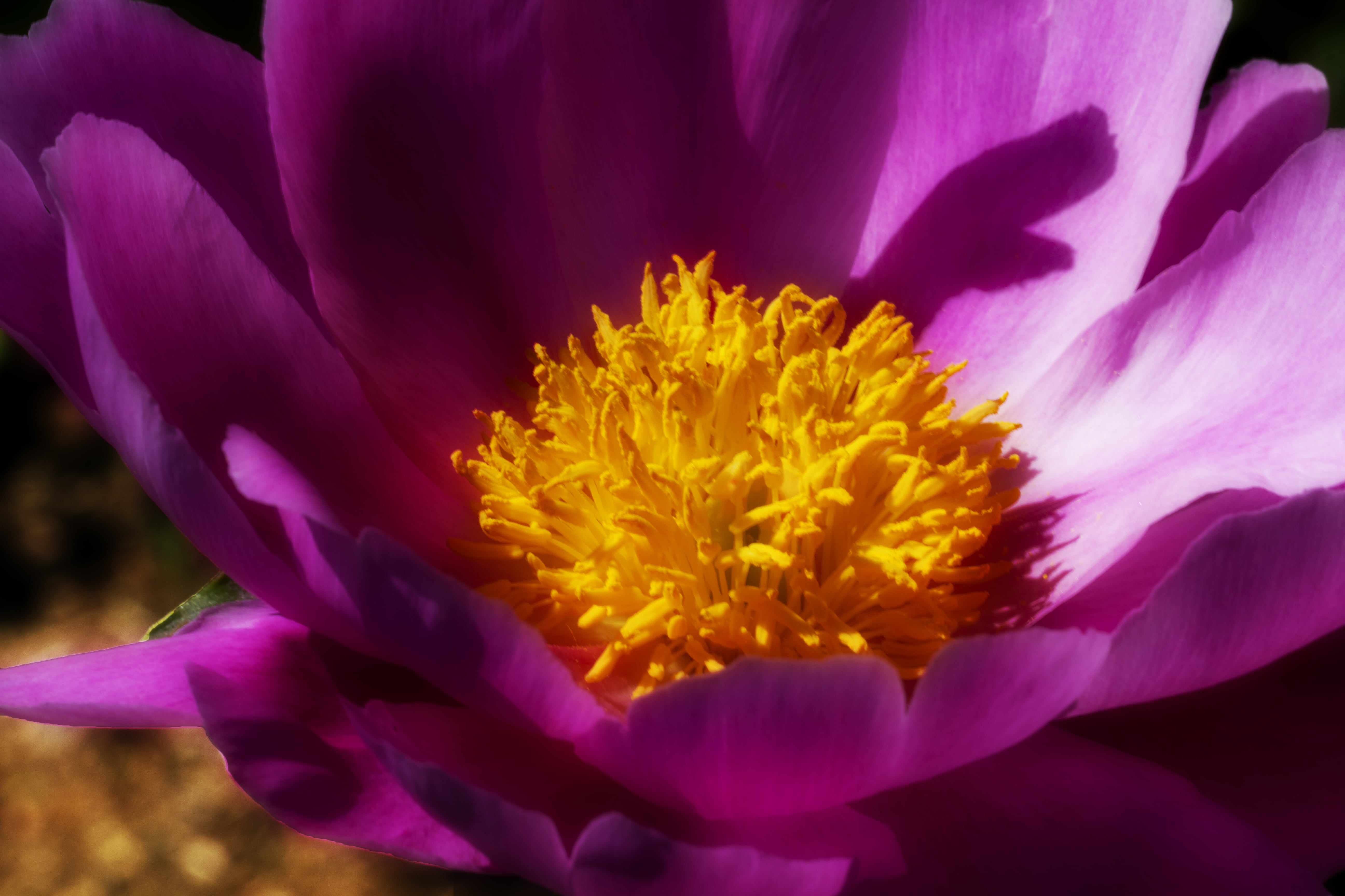 shallow focus on a purple flower with orange pollen, peony